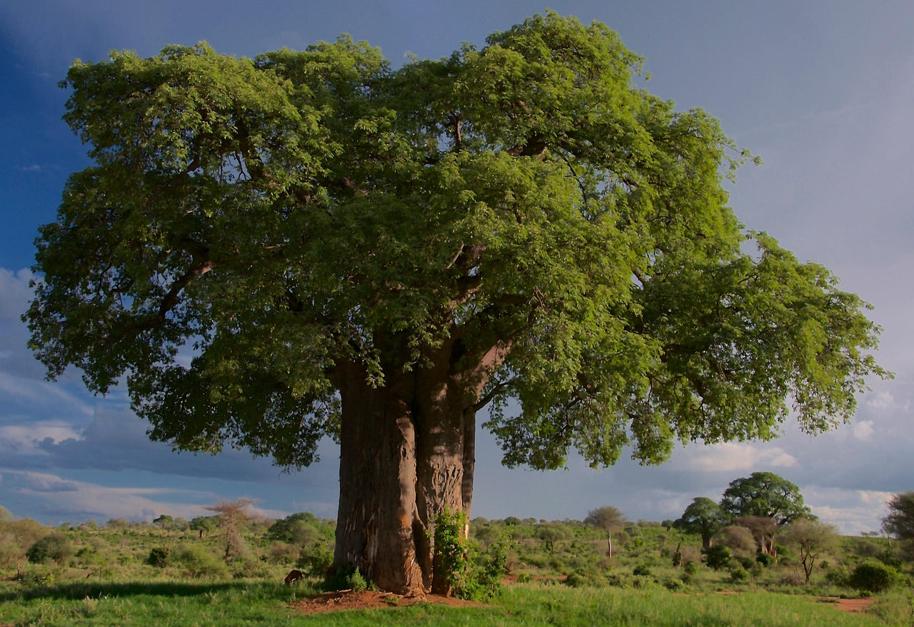Ce que vous devez savoir sur la poudre de baobab
